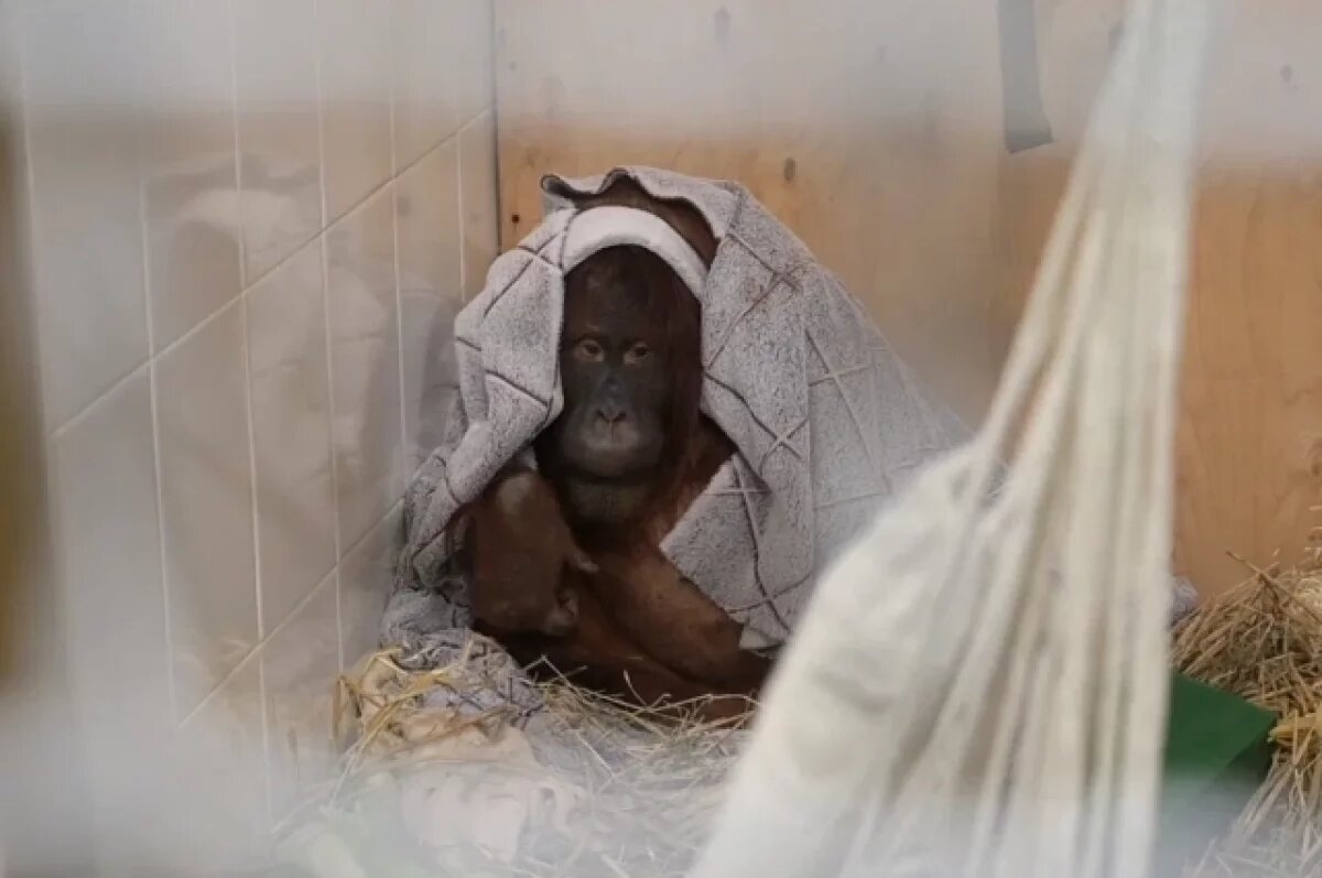    Работники отмечают, что Лиза очень застенчивая и любит прятаться под пледом