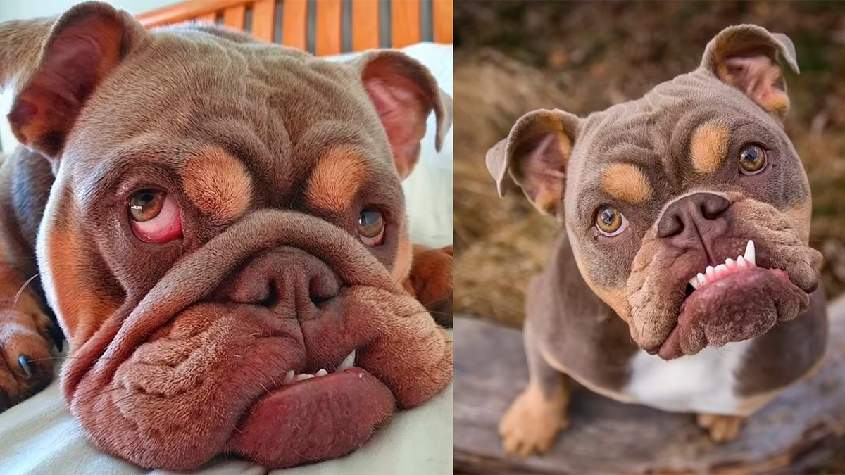    Собаке убрали нависшее веко и часть складок у носа