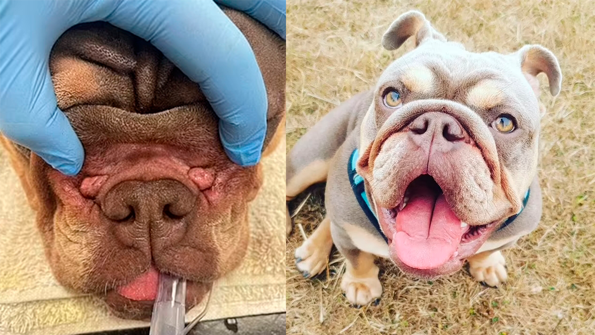    Теперь Тунец может дышать увереннее