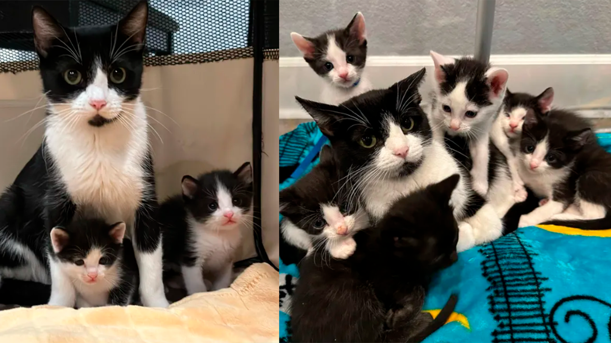    Тейлор защищала котят и все время за ними следила