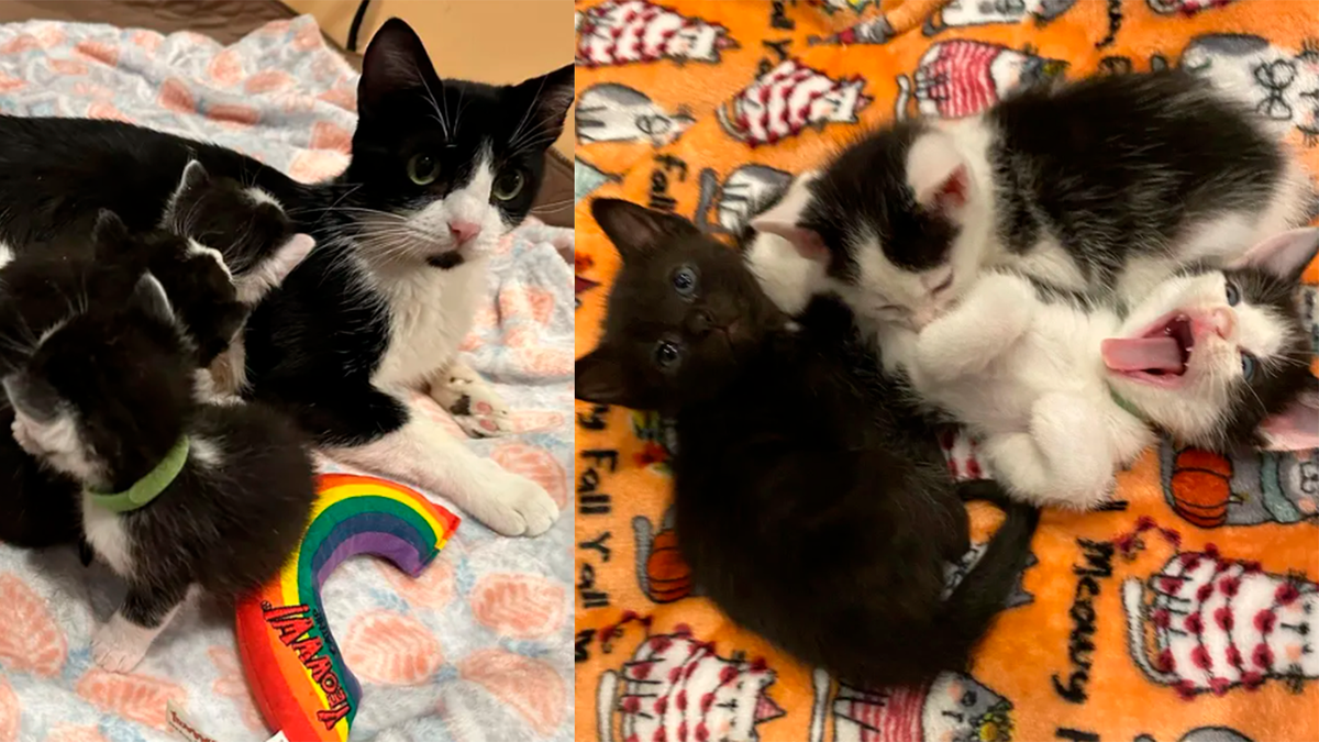    Вскоре Тейлор потеплела к людям, когда поняла, что ее котята в безопасности