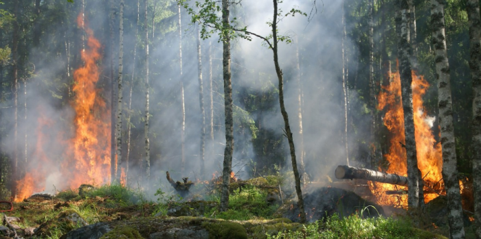 Есть правила, которые лучше выполнять. Среди них – не разводи огонь в лесу / Фото: pxhere.com