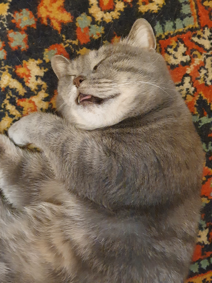 кошке хорошо и спокойно