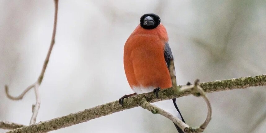    Алёна Бобрович