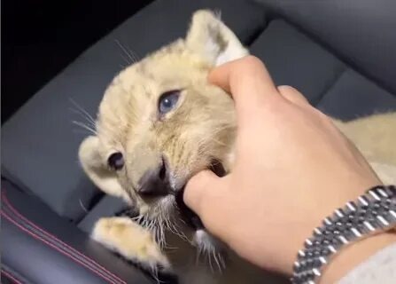 Тот самый львенок