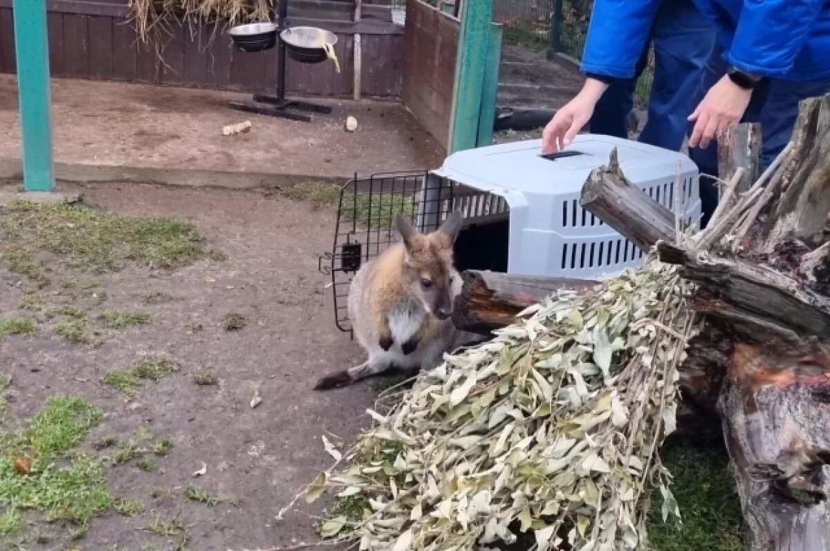    Кегуренок Крош из Ярославля переехал в Кострому