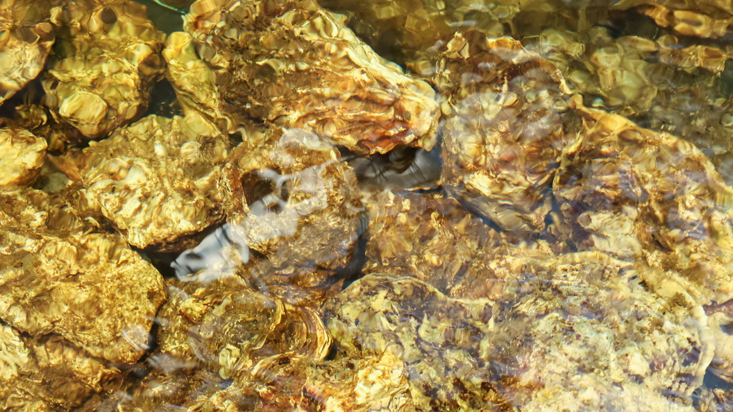    Фото: Petrov Sergey/Globallookpress