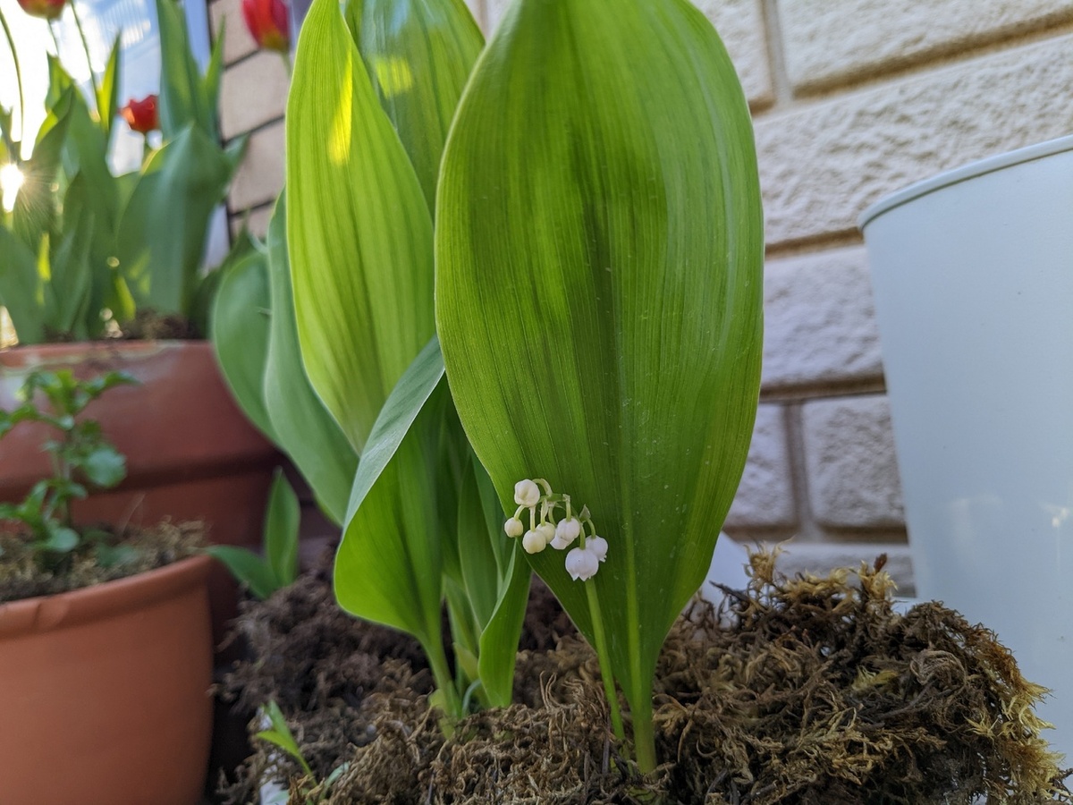 Цветов в первый год было немного, но лиха беда начало