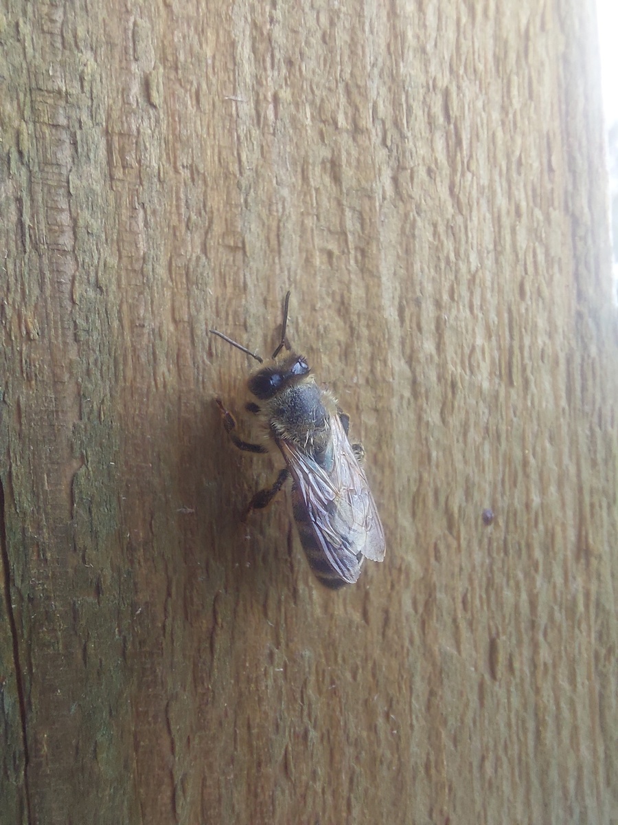 Присела отдохнуть🐝