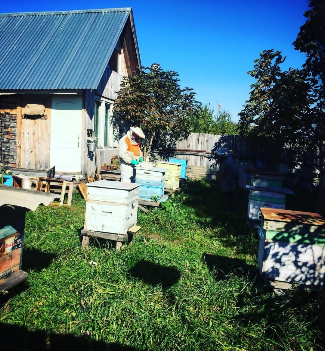 Пасека моего папы