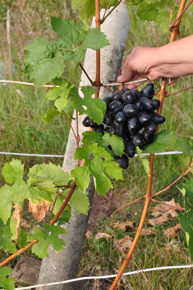 Гроздь Черного кристалла. Урожай 2024 года.