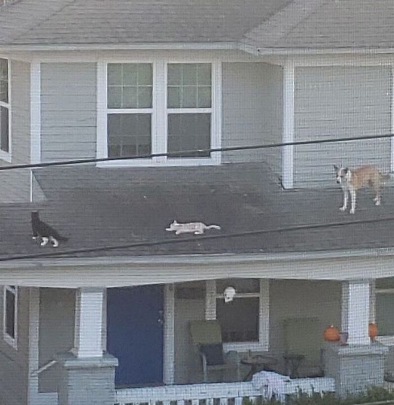    15 смешных собак, которые после жизни с кошками ведут себя как коты