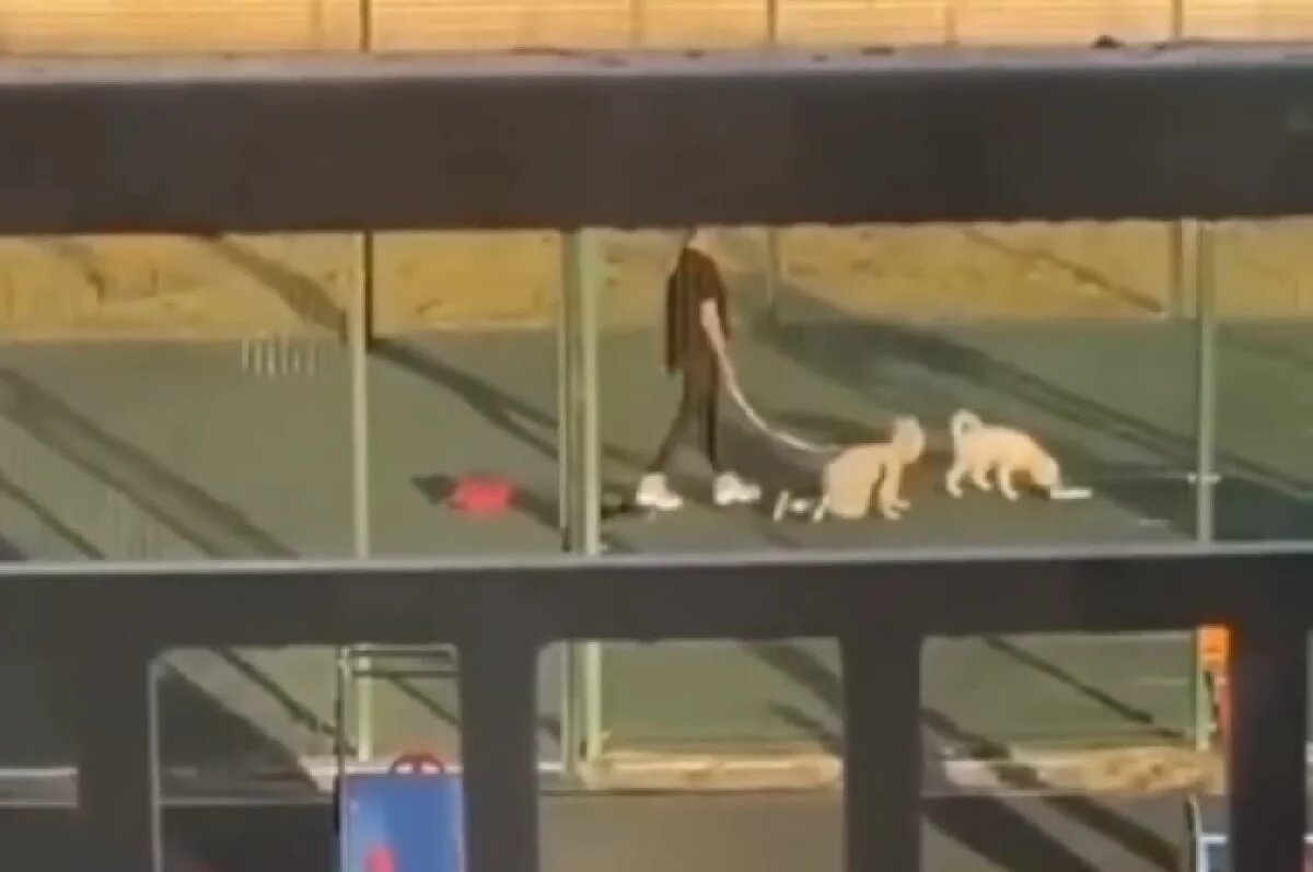    Омский суд наказал мать, которая выгуливала ребёнка на поводке