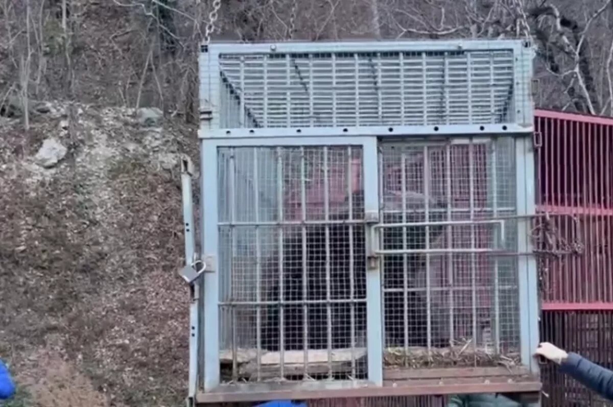    Спасенному из сафари-парка в Сочи медведю Винни достроили новый вольер