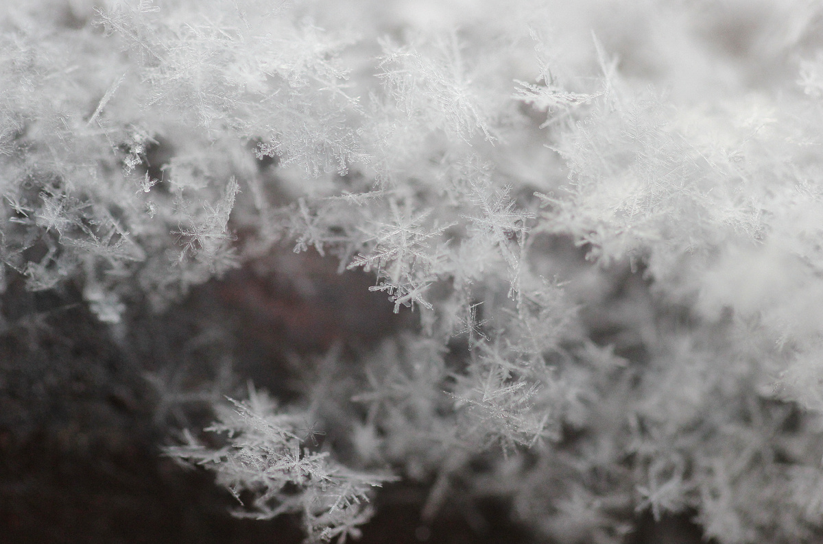 Фото автора канала "Удивительный мир живой природы"