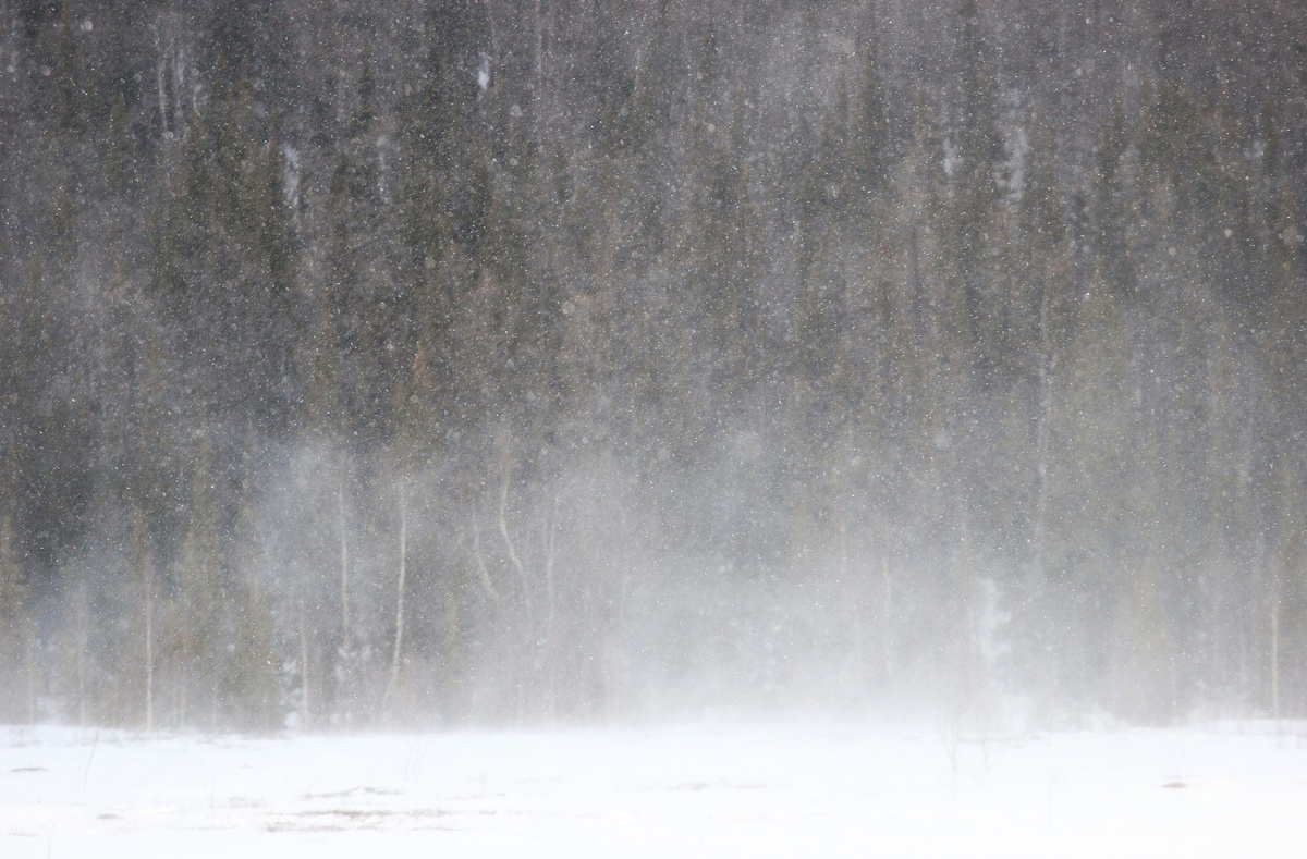 Фото автора канала "Удивительный мир живой природы "