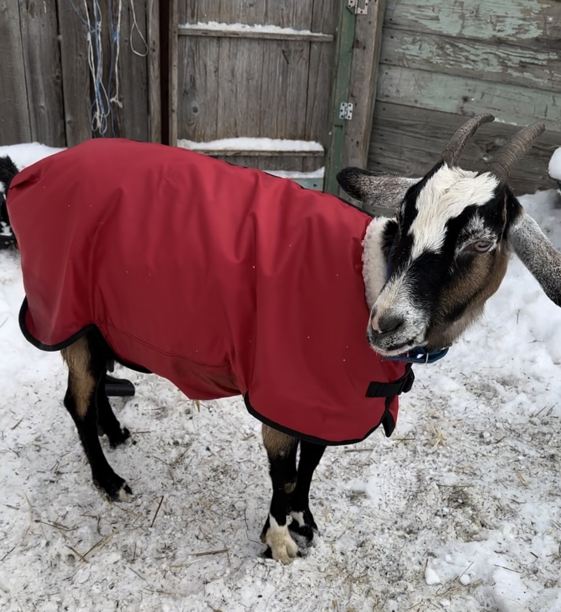 ❄️❄️❄️Всем доброе утро, все хорошо, но деревня без коз, гусей, кур….скотины…теряет свою изюминку.Сейчас когда корма сильно подорожали…и в нашем регионе мешок с ячменем 800₽ …многие отказываются держать даже кур….ведь зимой куры редко несут яйца и 4 месяца убытка😔….а сколько пачек яиц можно купить на 800₽…?!…столько сколько хватит на целый месяц и даже больше…если семья не большая.Наши куры покрывают себя за счет коз и продажи молока…ну и гусей 🪿 держат только на мясо…до весны редко кто их выкармливает….единственный момент это выводить птенцов через инкубатор…тогда можно держать несколько несушек или гусынь, чтобы продавать птенцов.Как бы хотелось, чтобы в каждом доме в деревне кукарекал петух, блеяли козы….и т.д….тогда в магазинах меньше было бы продуктов с пальмовым маслом, и не строили бы столько супермаркетов…нас активно приучают к не полезной еде, которая причиняет вред нашему здоровью…😔деревня прокормила бы всех, но увы..держаться с такими ценами сегодня могут не все …😔❄️❄️❄️