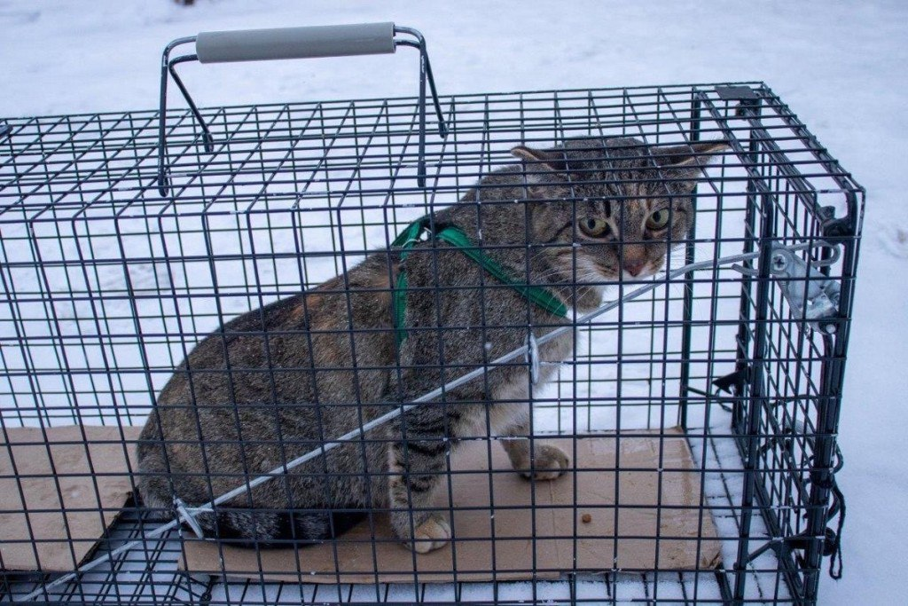 Северная железная дорога, хозяйка Сони