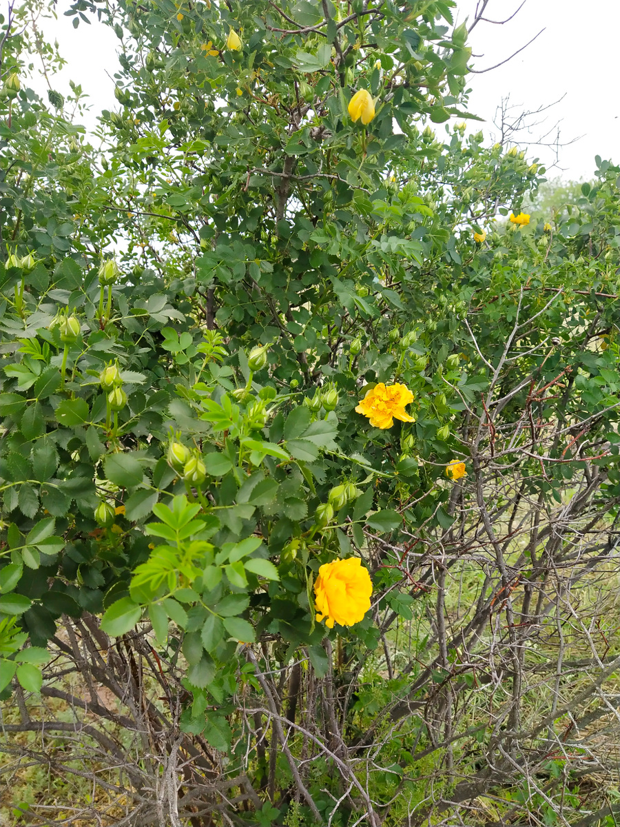 Жёлтая розочка.