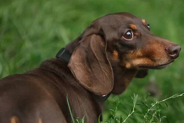 Карина Гевондян/VK 