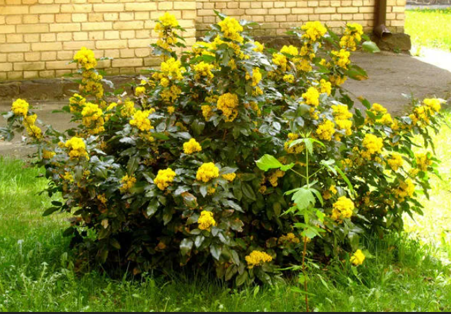 Изысканная уроженка Северной Америки – магония падуболистная (Mahonia aquifolium) – была завезена в Европу в 19 веке и сразу же получила вполне заслуженную популярность.

Источник: https://7dach.ru/Samdolis/s-chem-edyat-magoniyu-921.html