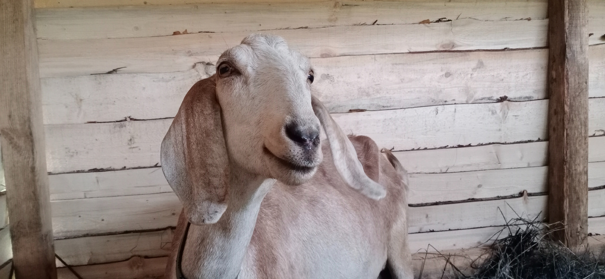 Моя красавица