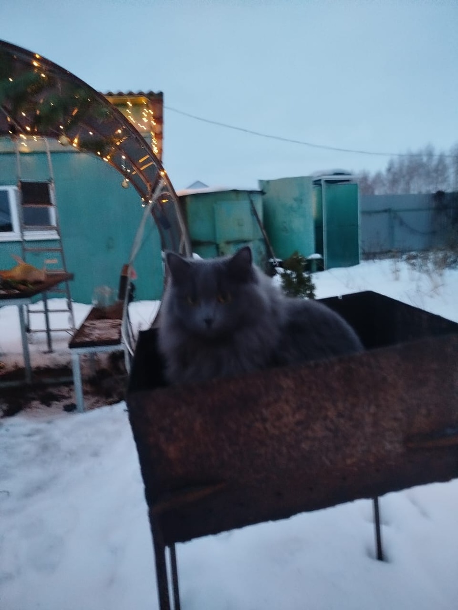 Сегодня утром муж сфоткал котика в мангале у нас во дворе
