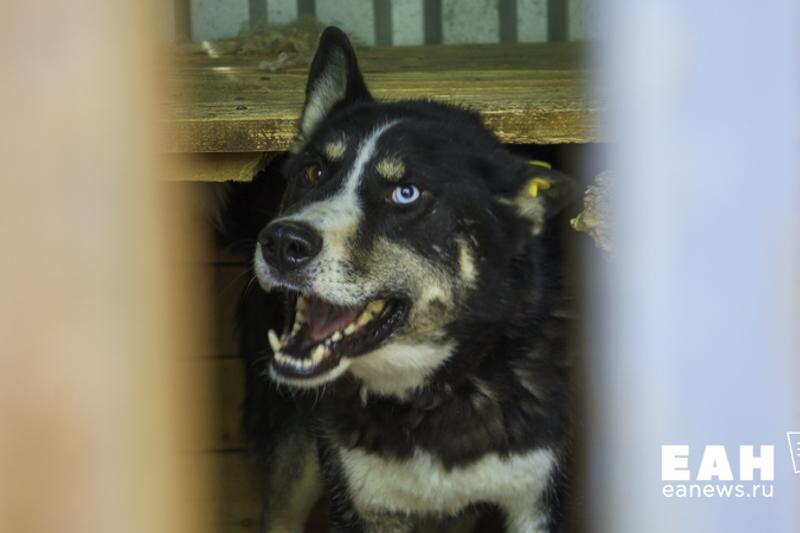    ЕАН. Прокуратура начала проверку