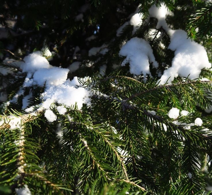 Фото:  https://es.pinterest.com/pin/958281626951352823/