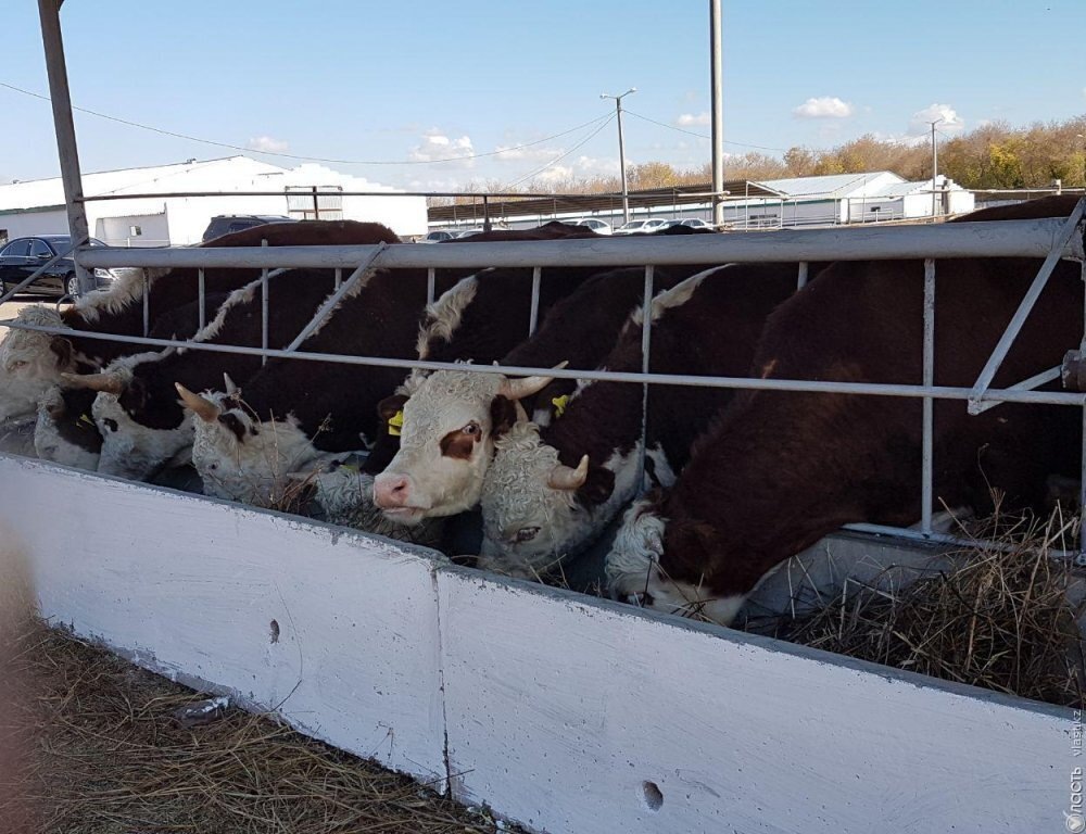Архивное фото МСХ