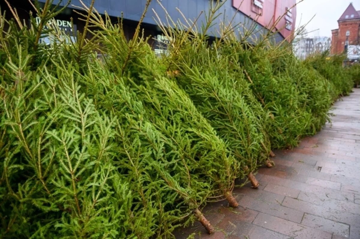    Сообразили на троих.