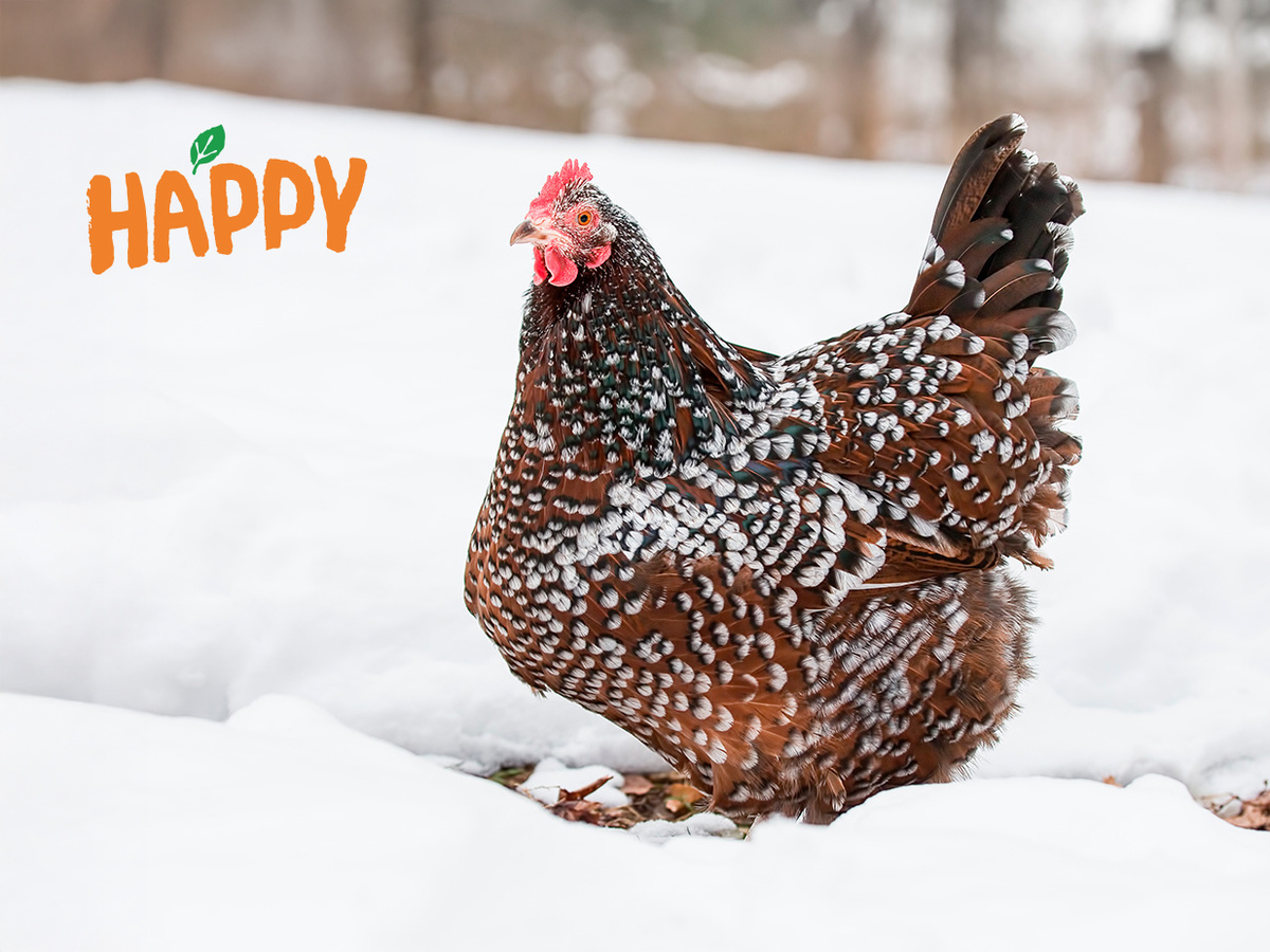 Как избежать обморожения у кур