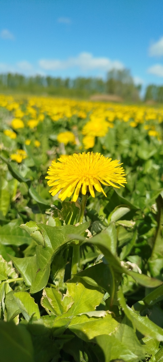 Как можно пройти мимо такой красоты?