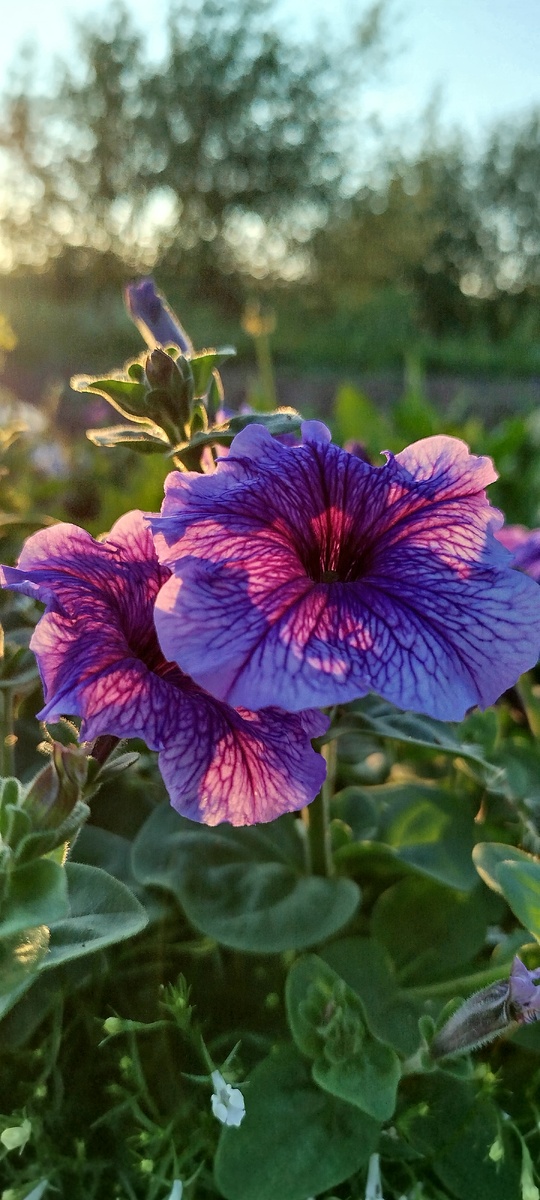 Нравится, когда видны прожилки на цветах