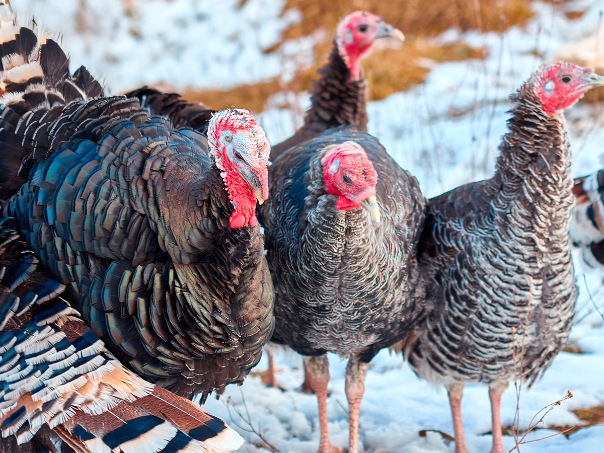 Индюки зимой
