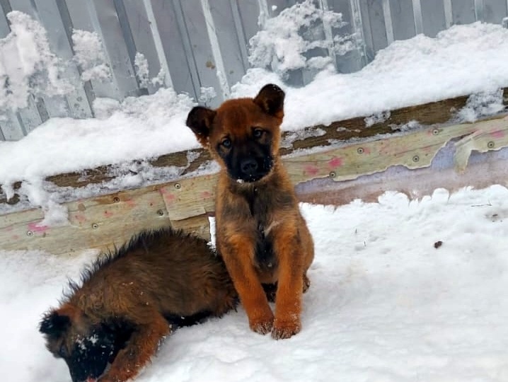 Мы знали, что в праздники будет нелегко, но такой беды не ждали
