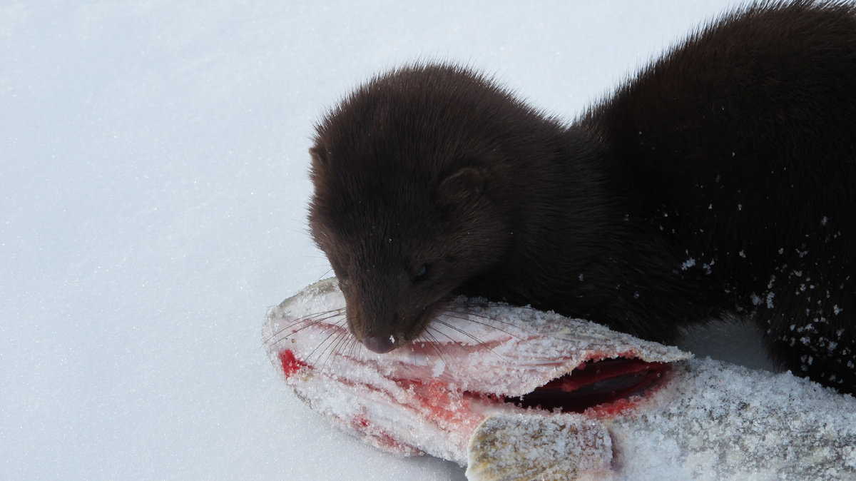 А в норковой шубе ей тепло