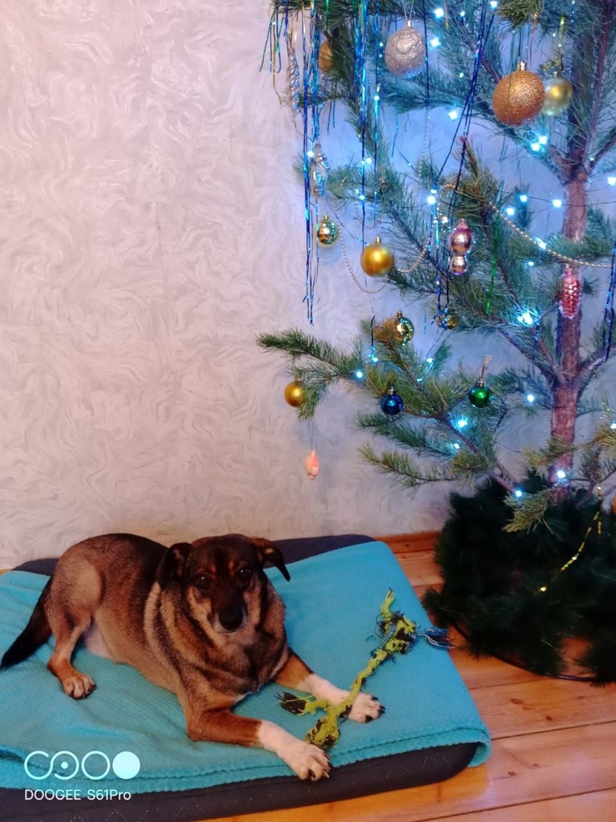 Ефим уже готов встречать Новый год!