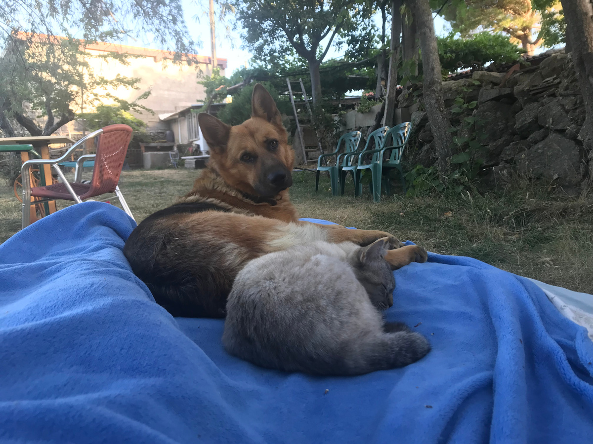 Это наша Лоби и ее подружка Гав