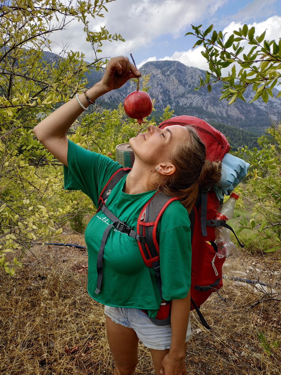 Собираю созревшие гранаты в октябре на юге Турции