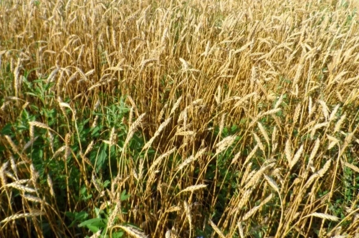    Около 2 млн тонн сомнительного зерна обнаружили в Воронежской области