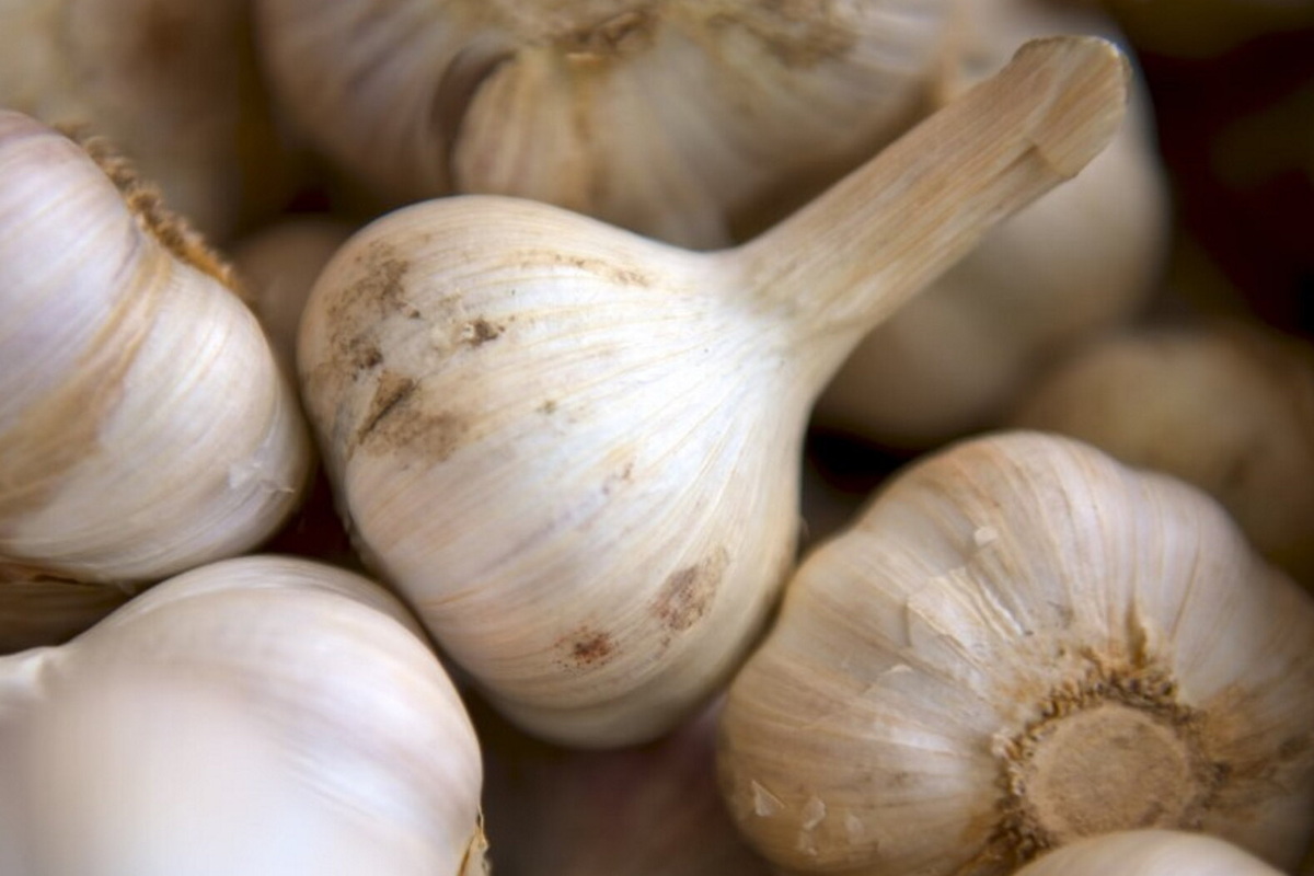     Урожай в 2 раза больше: что такое посадка чеснока по-французски