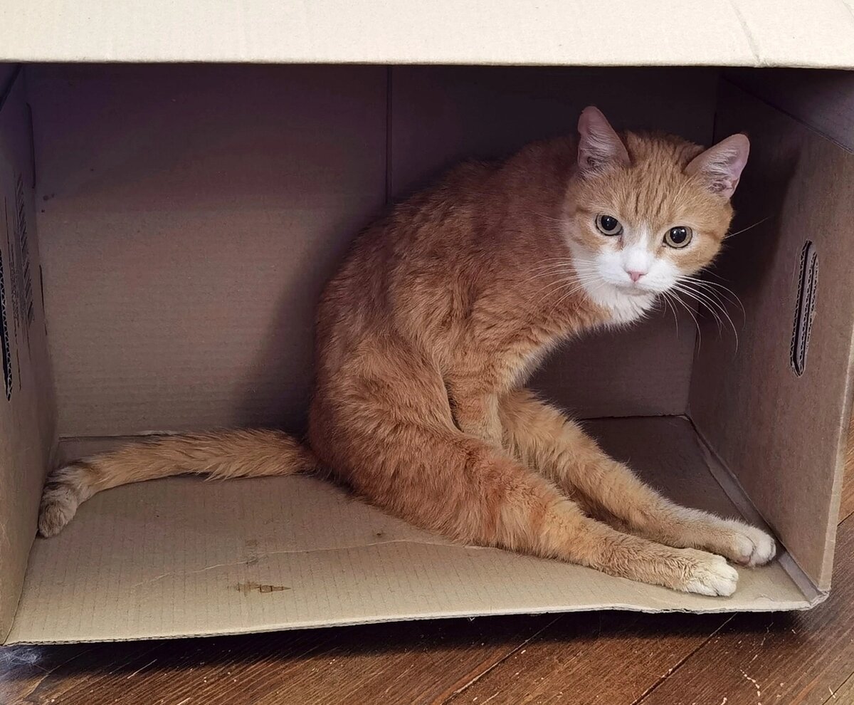 Глаша — главная по коробочкам