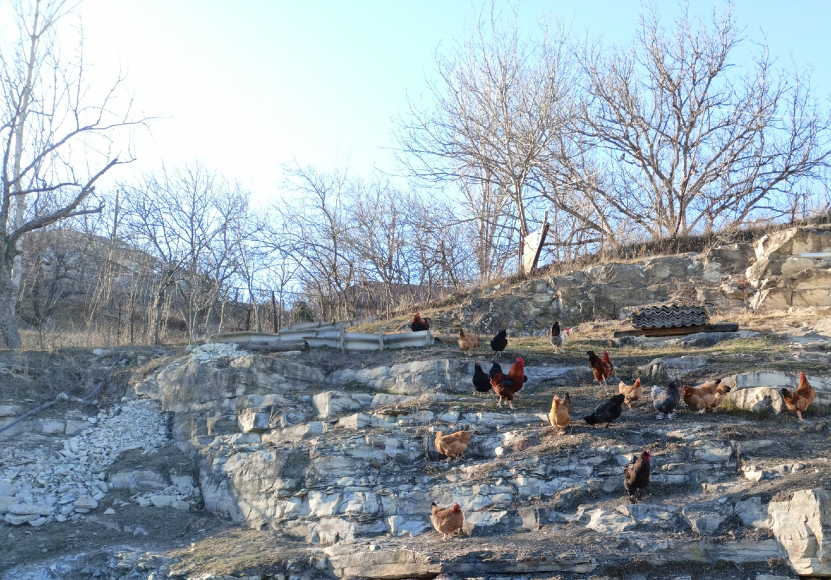 Фото автора: придомовая территория в горном селе, петушки и курочки (Дагестан, январь 2024)