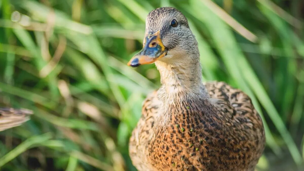     Источник: 1MI