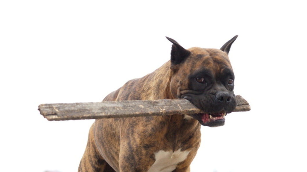    Фото: Царьград