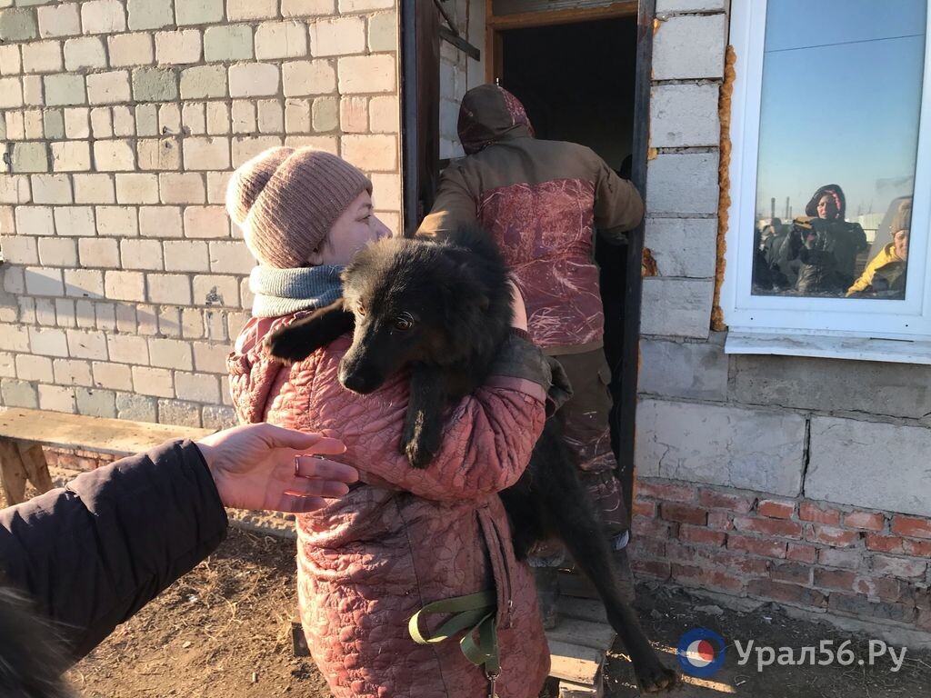    С 1 января 2025 года жителей Оренбургской области начнут штрафовать за отсутствие чипа у их собак