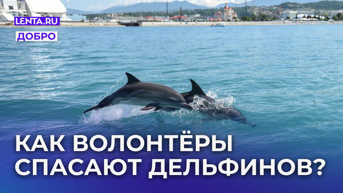 Фото: предоставлено центром спасения дельфинов «Дельфа»