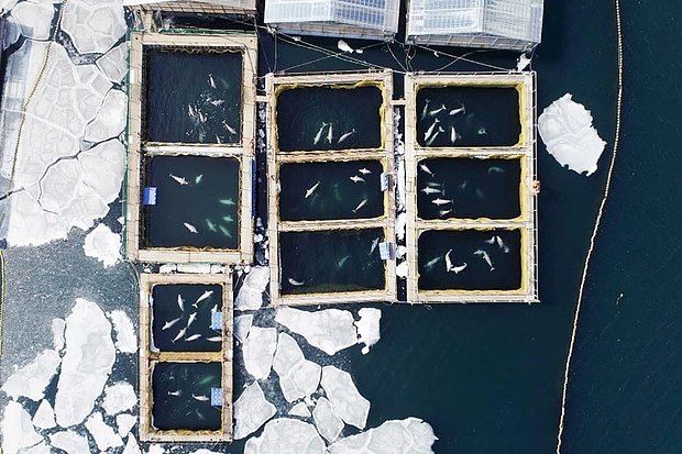 Тюрьма для морских млекопитающих. Так содержат китообразных перед отправкой в дельфинарииФото: предоставлено центром спасения дельфинов «Дельфа»