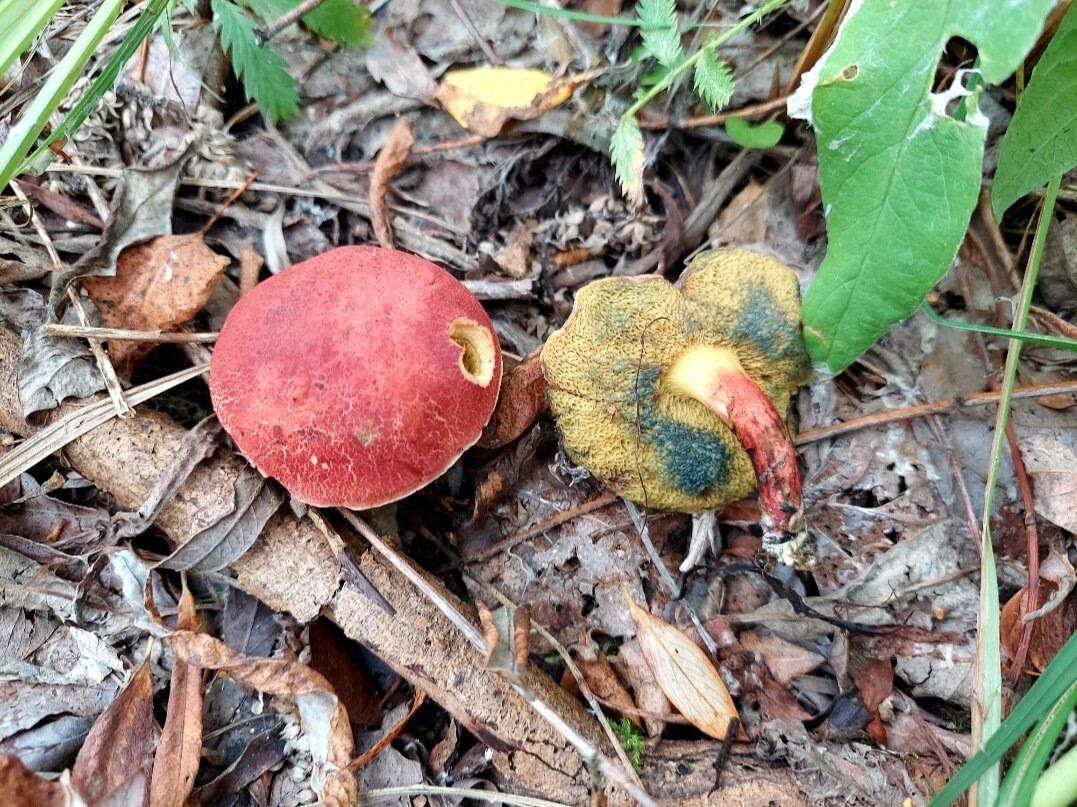 Автор фото Любительница леса